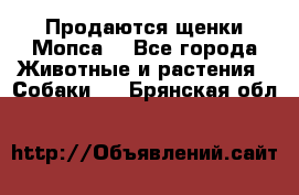 Продаются щенки Мопса. - Все города Животные и растения » Собаки   . Брянская обл.